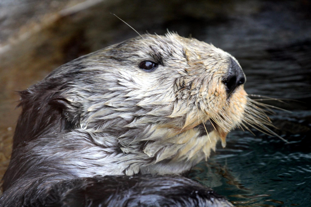 Closeup of Sea Otter Profile