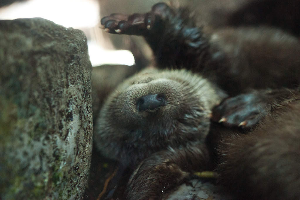 Otter Naps on His Back, Paws in the Air
