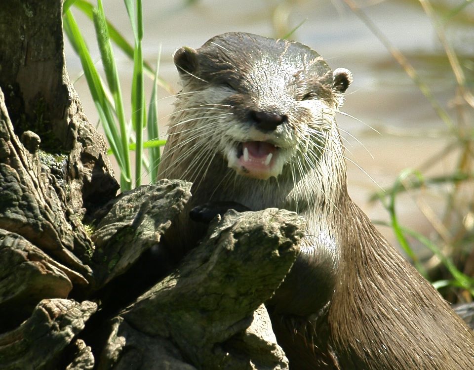 Otter Has a Chuckle