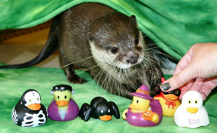 Otters at Newport Aquarium Get Lots of Halloween Toys 3