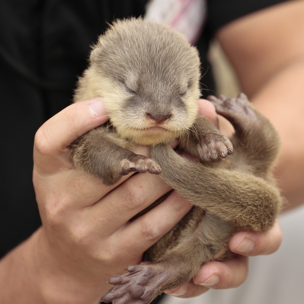 Tiny Otter Pup Is Four Days Old