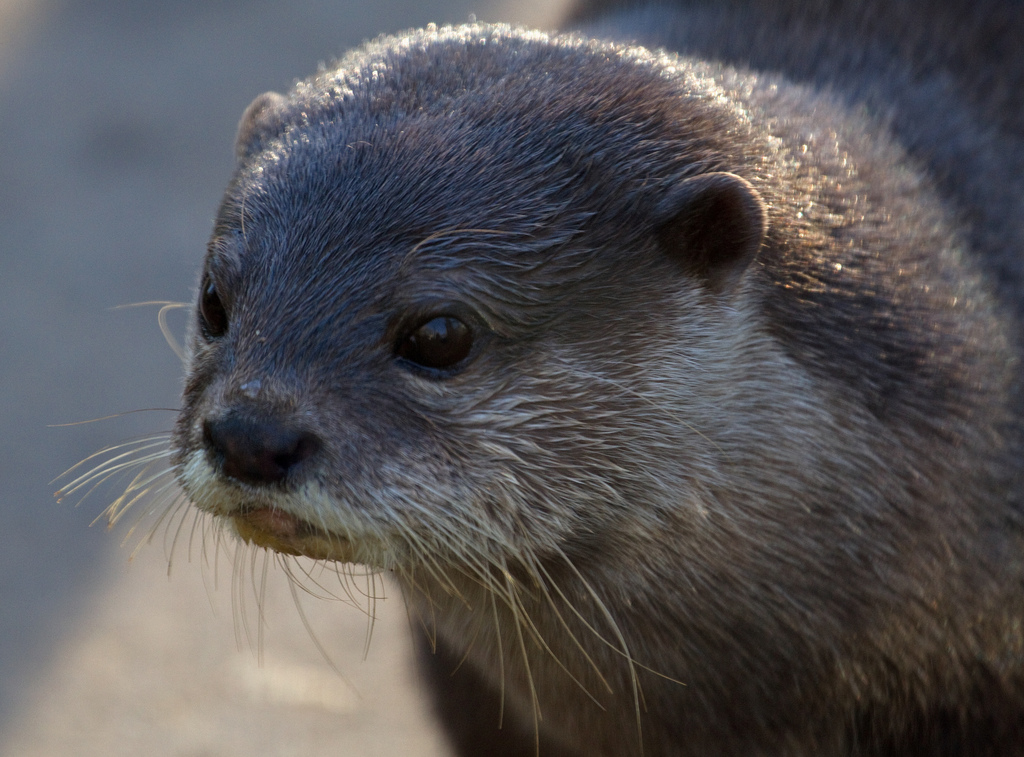 Otter Looks Pensive