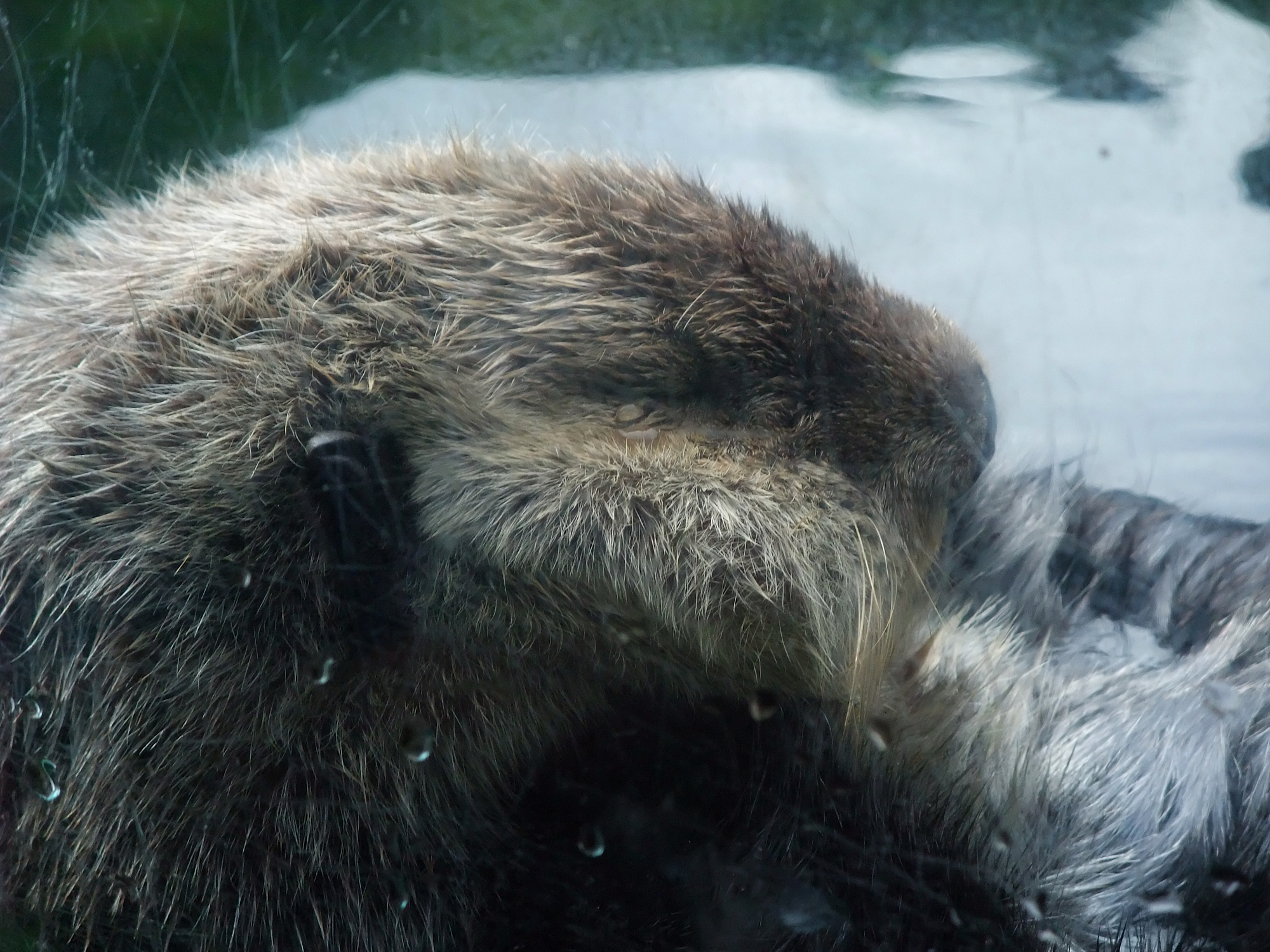 Closeup of Napping Sea Otter at the Vancouver Aquarium