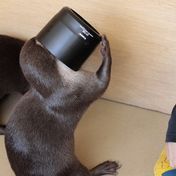 Otter Tries to Figure Out Human's Camera Equipment 2