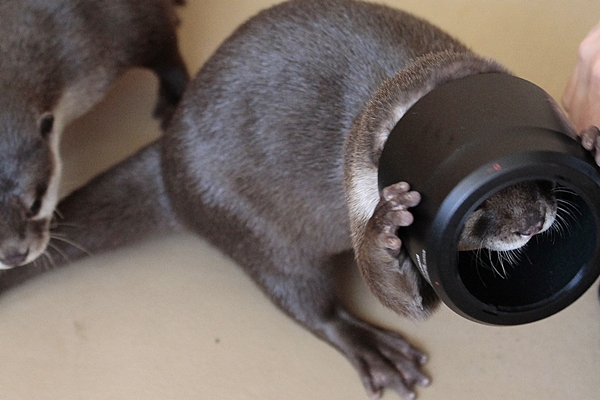Otter Tries to Figure Out Human's Camera Equipment 3