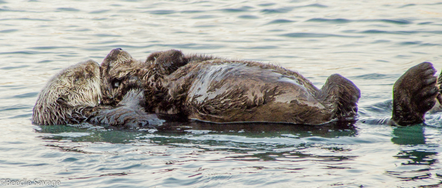 Sea Otter Pup Has a Nap on Mum's Belly