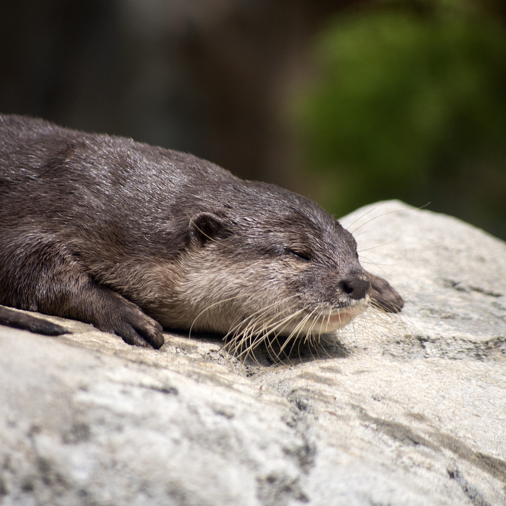 Otter Sunbathes on a Rock