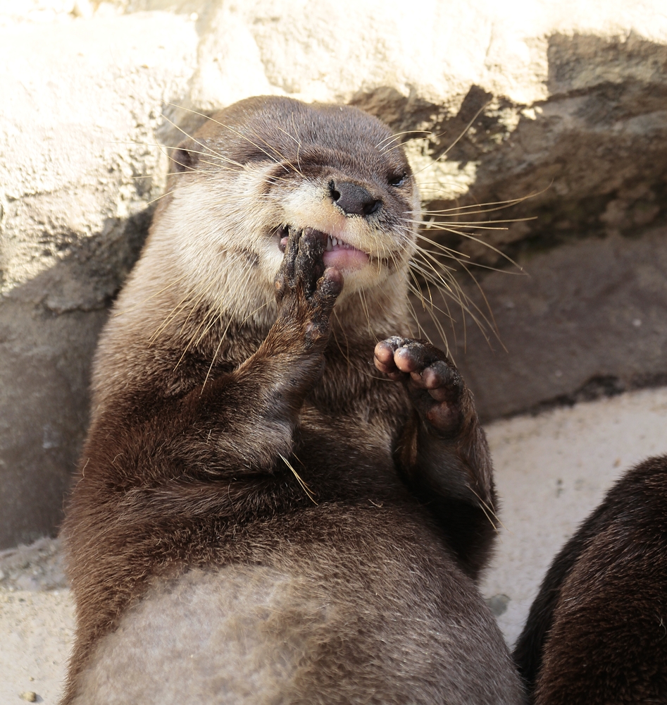 Someone Give Otter a Toothpick!