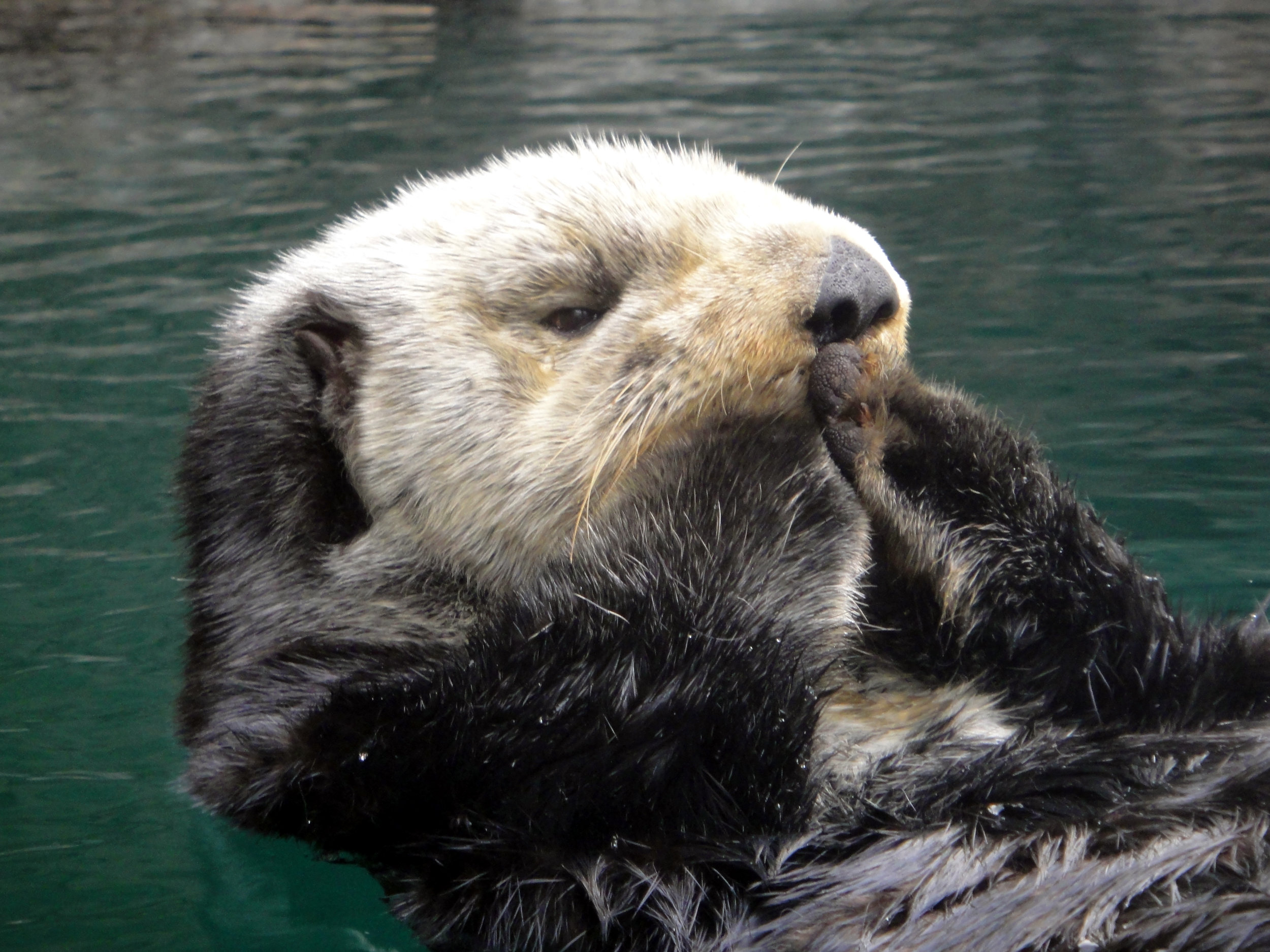 Sea Otter Prepares to Blow a Kiss to Her Adoring Onlookers