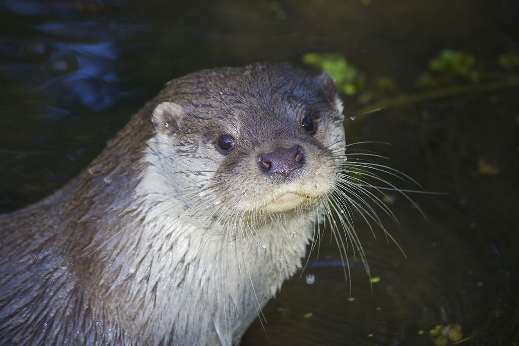 Photogenic Otter Is a Born Model