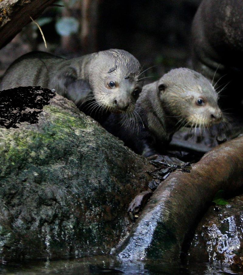 Giant Otter Pups Prepare for Their First Swimming Lesson