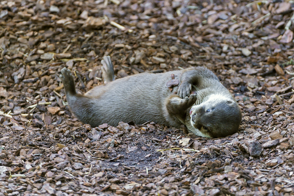 Otter Rolls Around and Covers Himself in Wood Chips