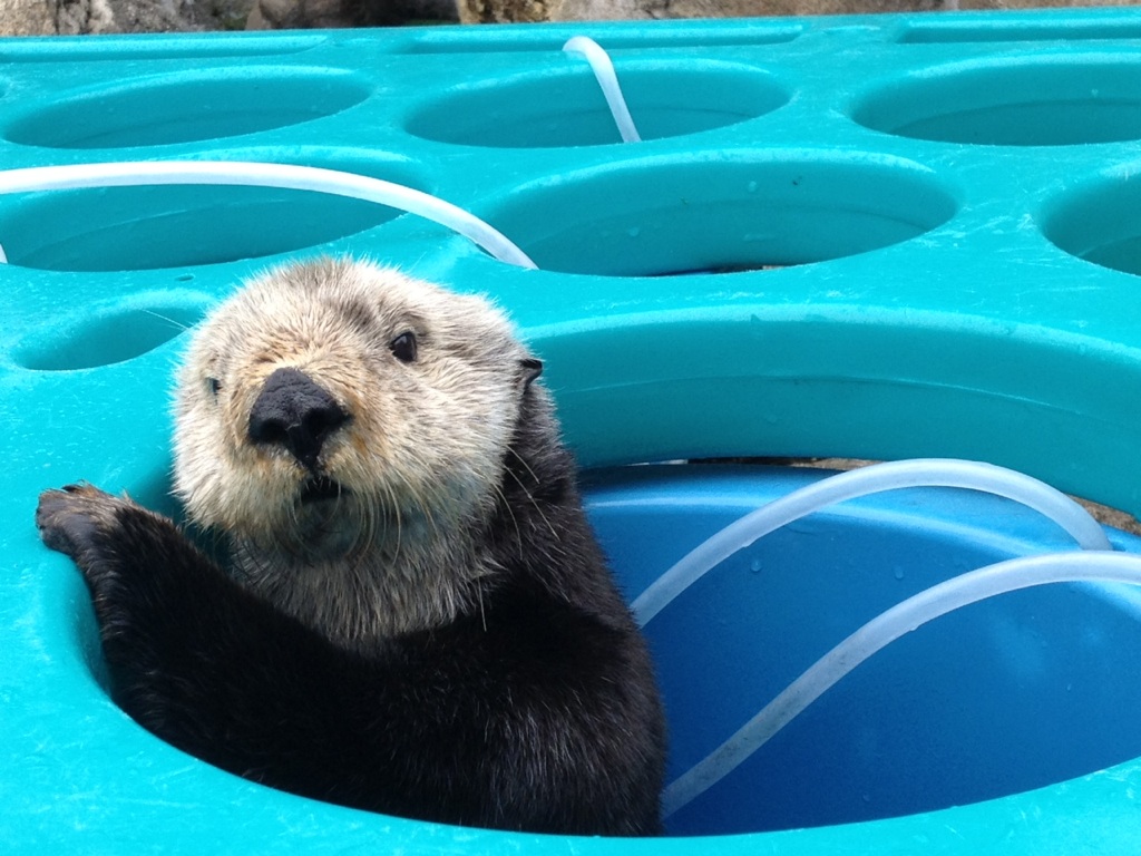 Sea Otter Mae in a Maze