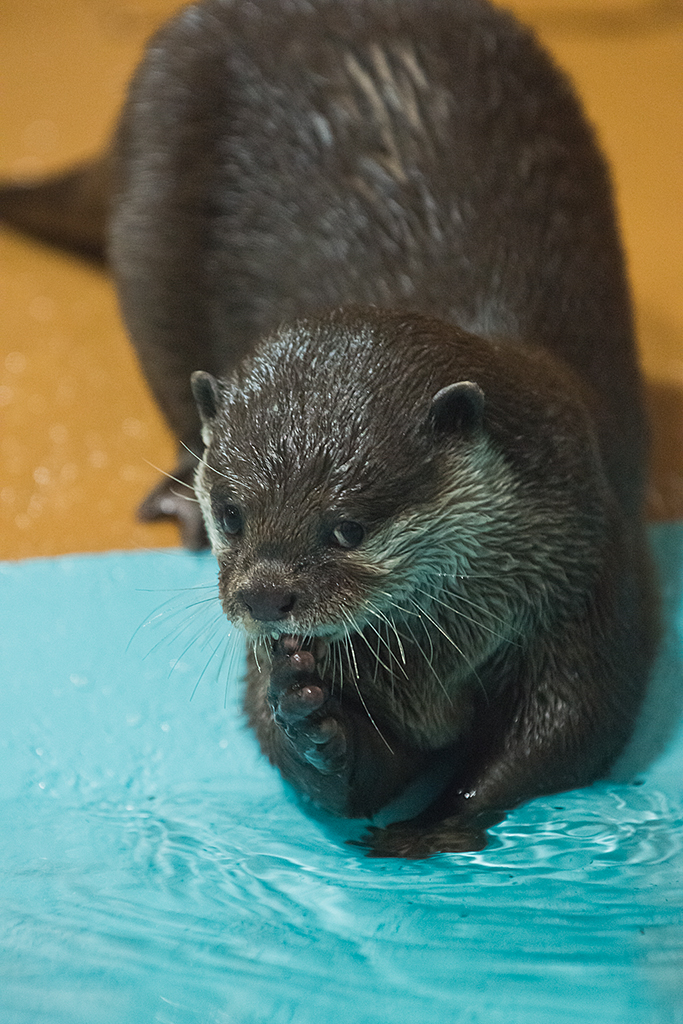 Otter Gives the Camera a Coy Look