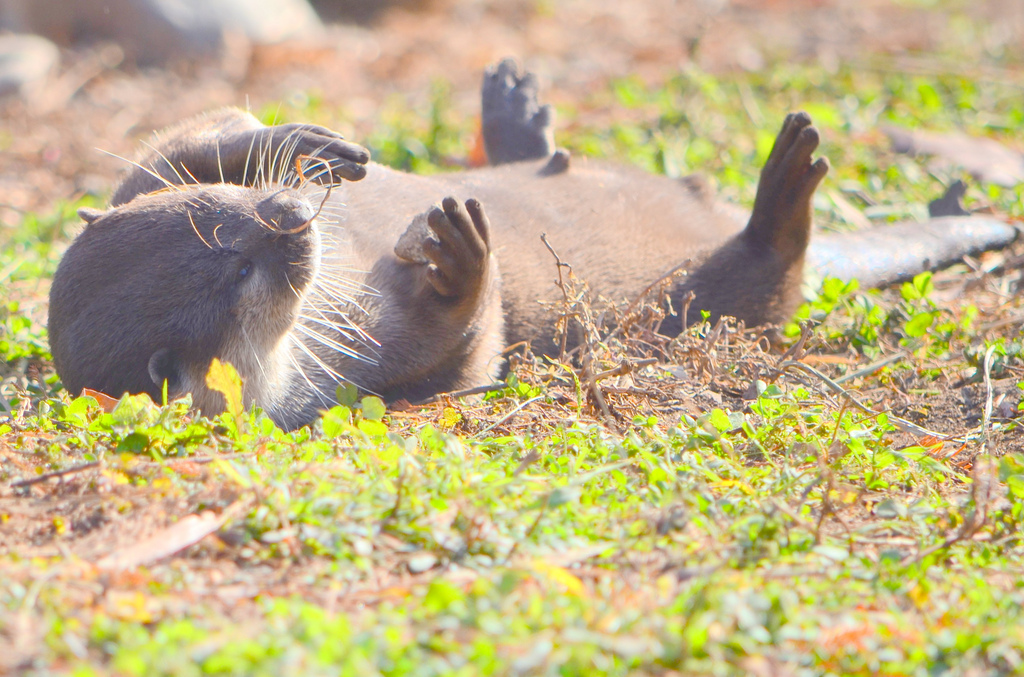Otter Warms Up His Belly in the Sun