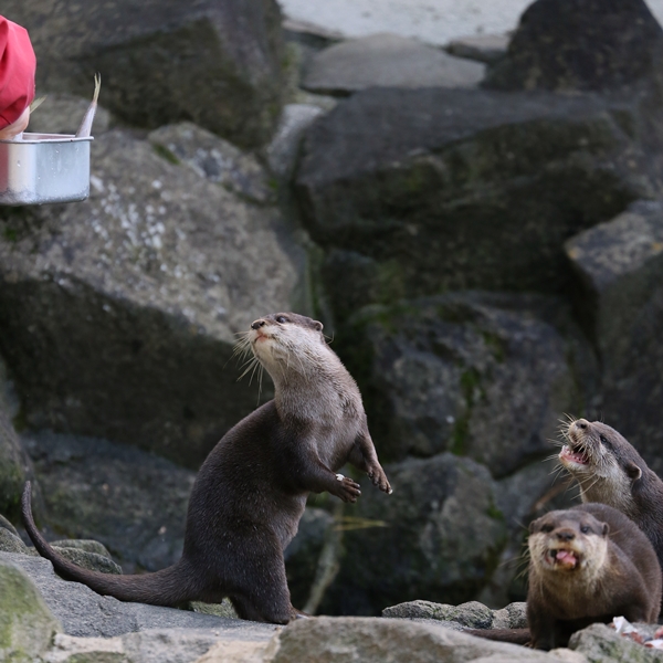 One Otter Gets a Fish and Another Comes to Ask for One, Too 1
