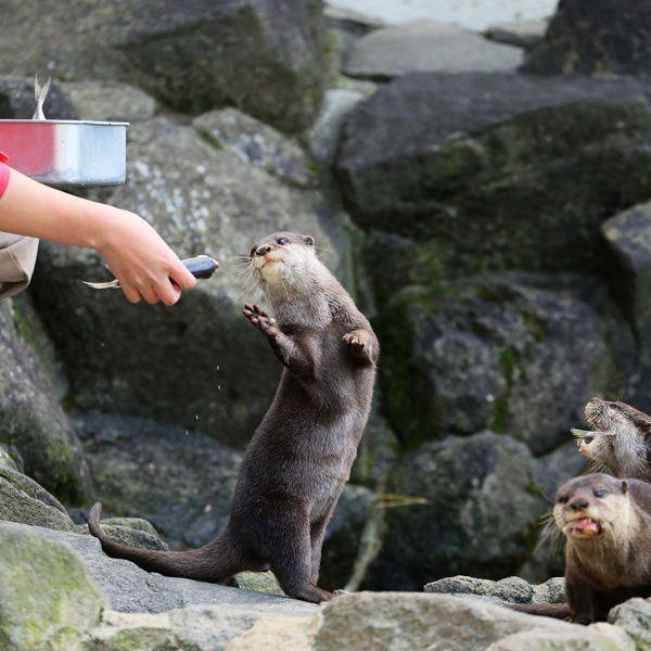 One Otter Gets a Fish and Another Comes to Ask for One, Too 2