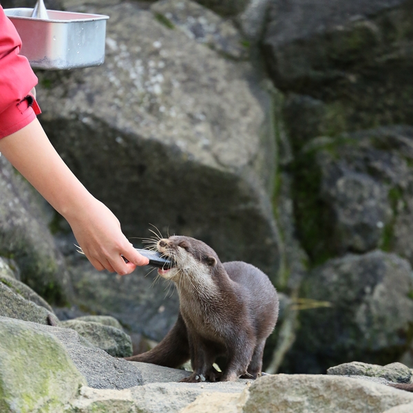 One Otter Gets a Fish and Another Comes to Ask for One, Too 3