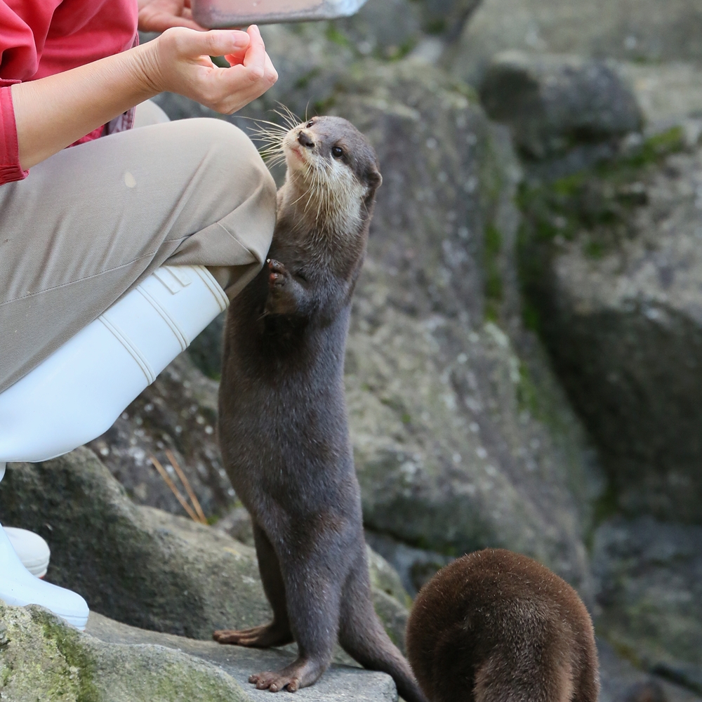 One Otter Gets a Fish and Another Comes to Ask for One, Too 4