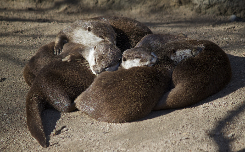 No Nap Is Cozier Than When Otters Nap
