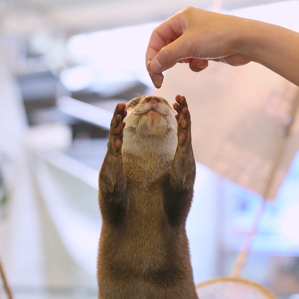 Otter Reaches Up for a Fishy Treat