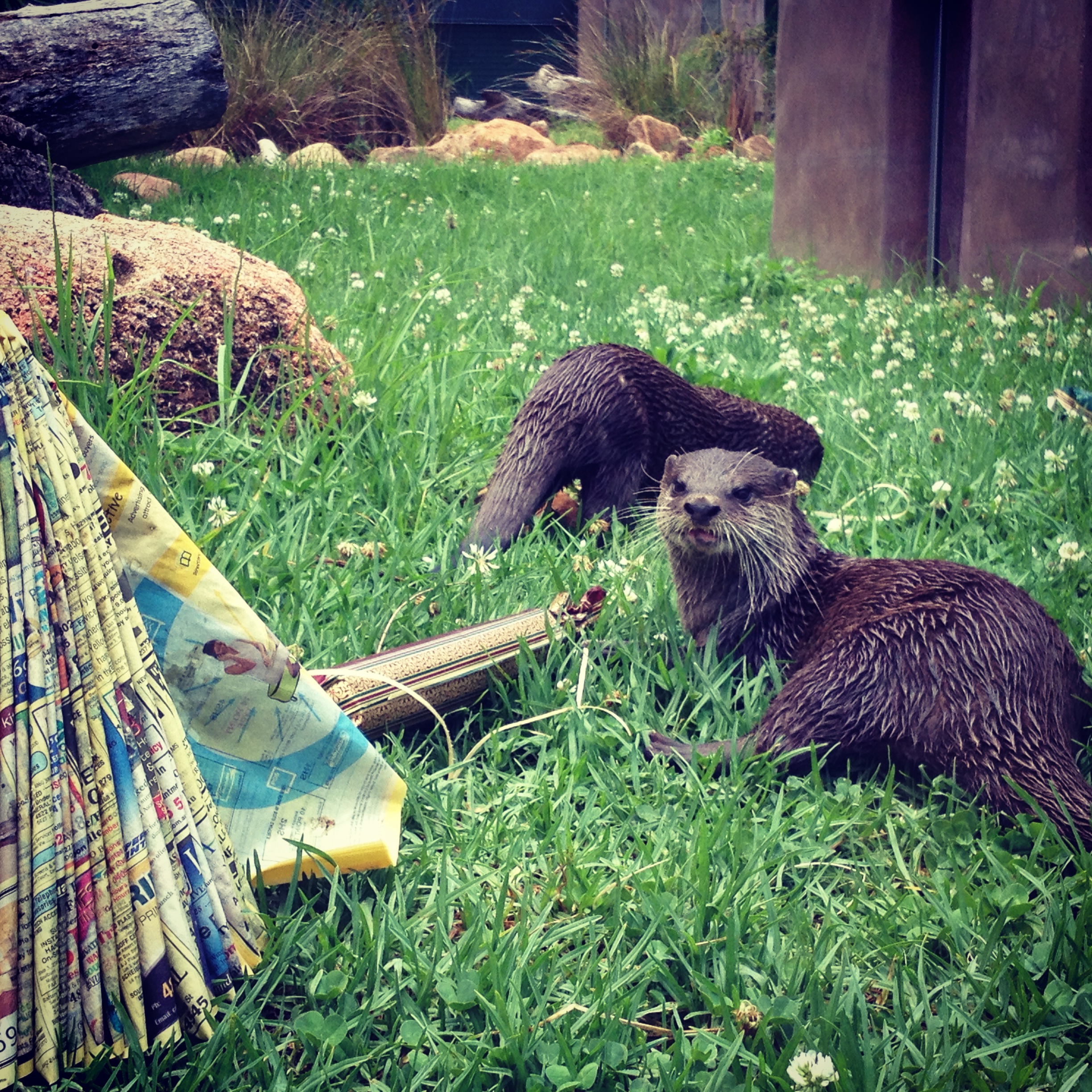 Otters Enjoy Cracker Treats Filled with Prawns and Boiled Eggs