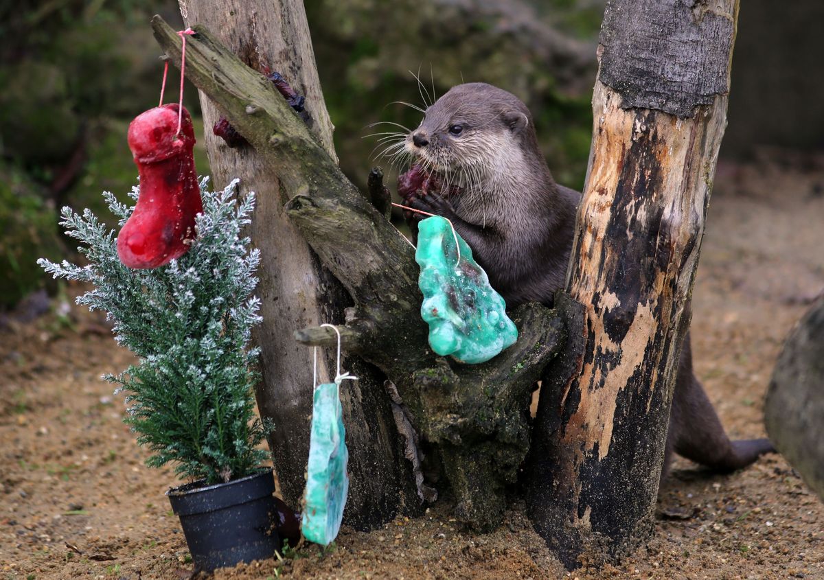 Otter Plays with Frozen Tree Ornaments