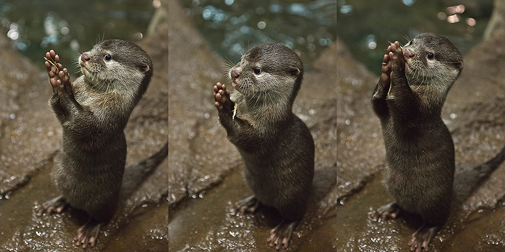 Otter Pup Plays with Some Plant Material