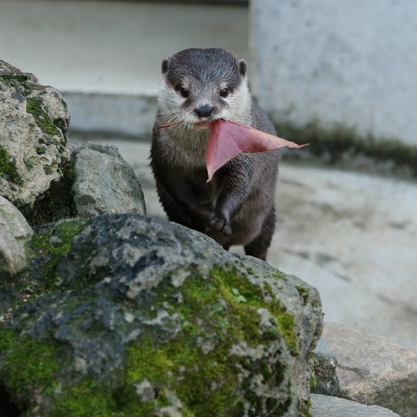 An Otter and His Leaf