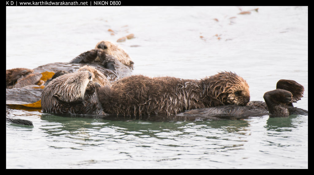 Sea Otter Pup Rests on Mother's Belly