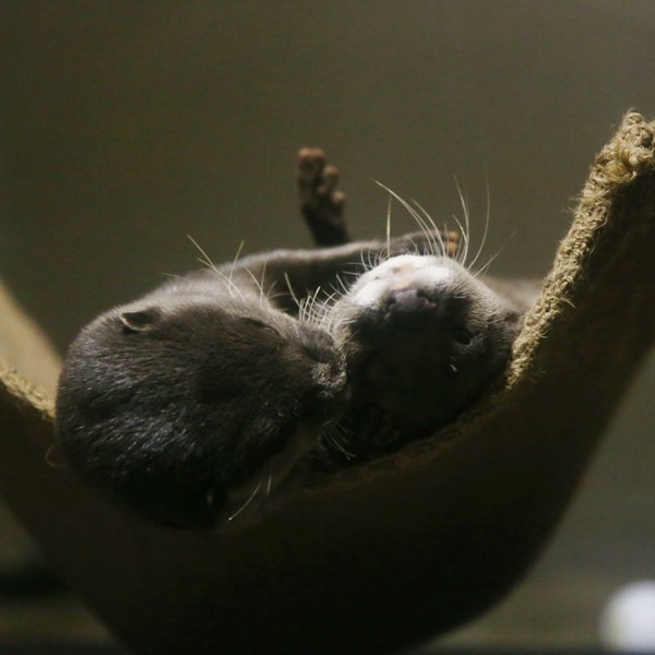 Otters Have Cuddle Time in Their Hammock