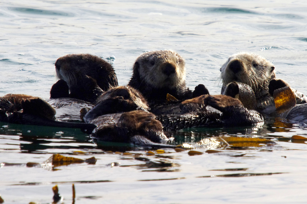 A Raft of Fuzzy Sea Otters in a Kelp Bed