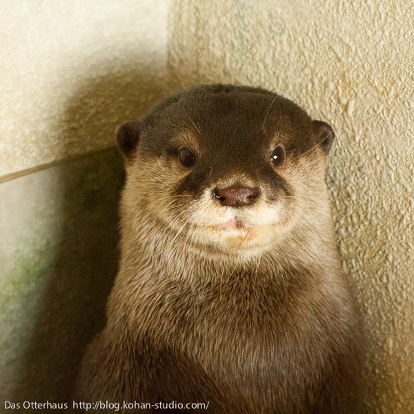 Otter Sits for His Picture to be Taken