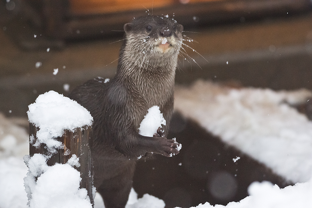 Otter Collects Snow to Make an Snowotter