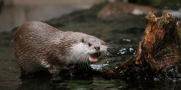 Otter Gives the Camera a Cheeky Wink