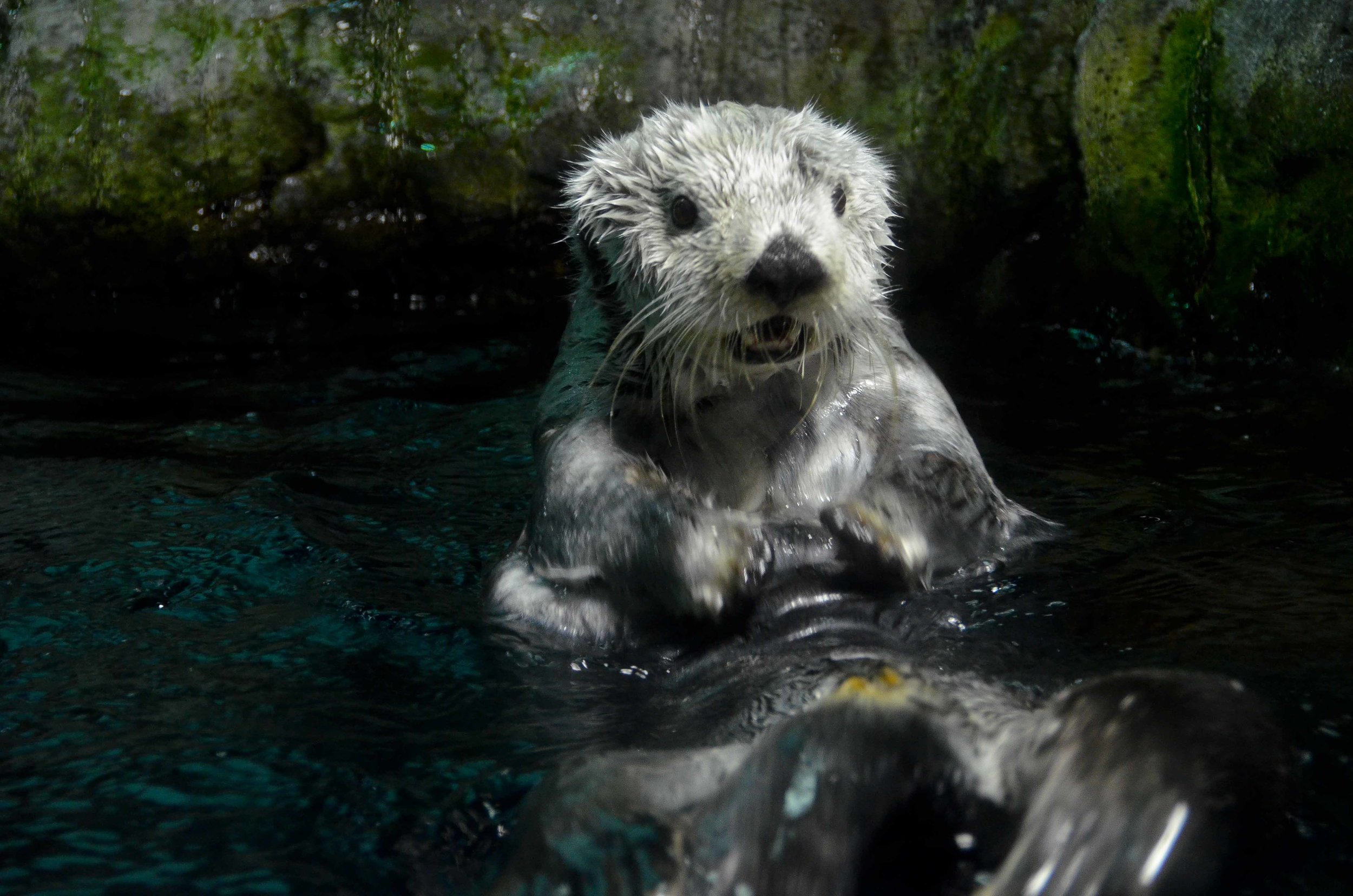 Sea Otter's Jaw Just Dropped in Surprise
