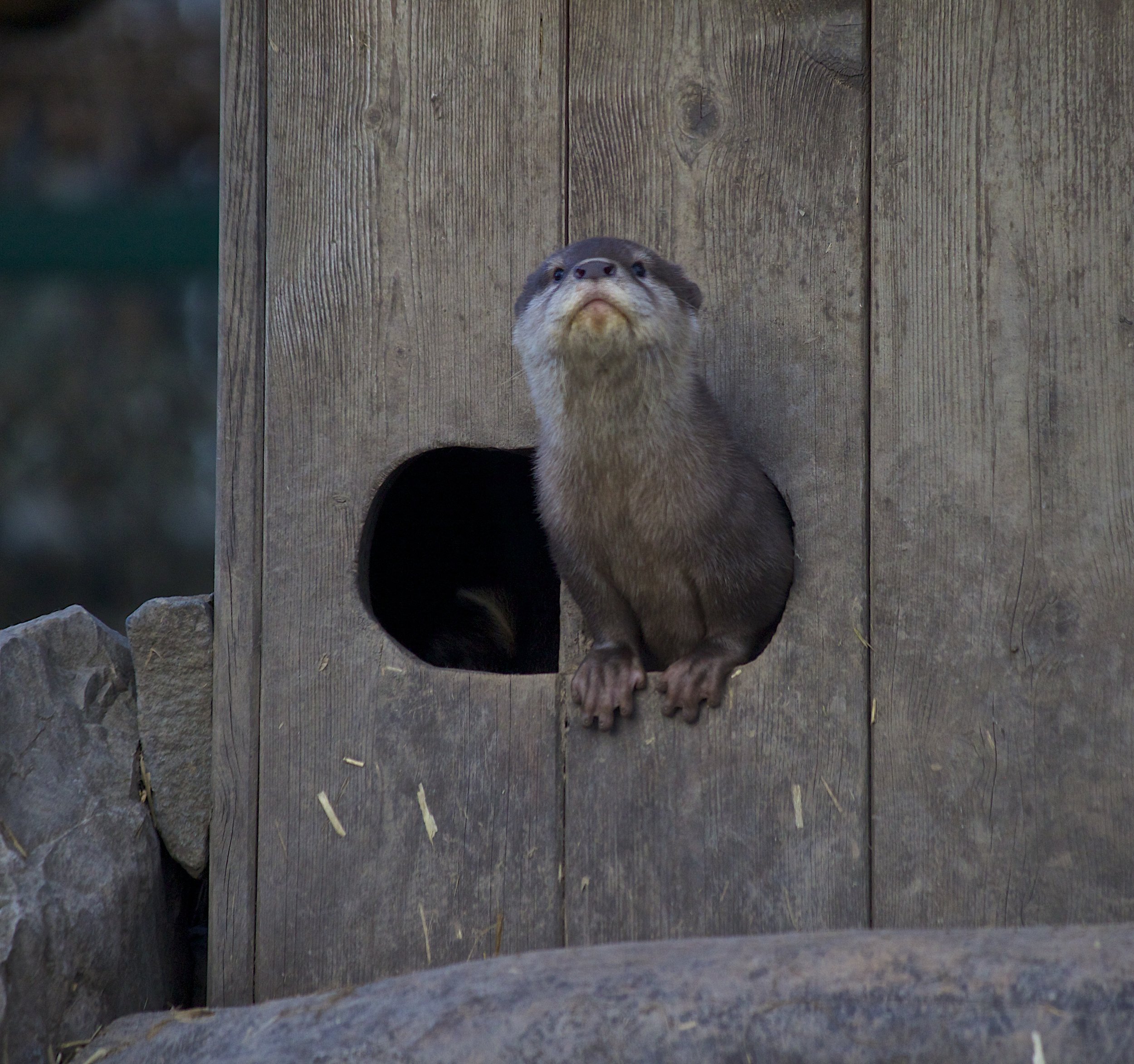 Otter Looks Out His Otterfort