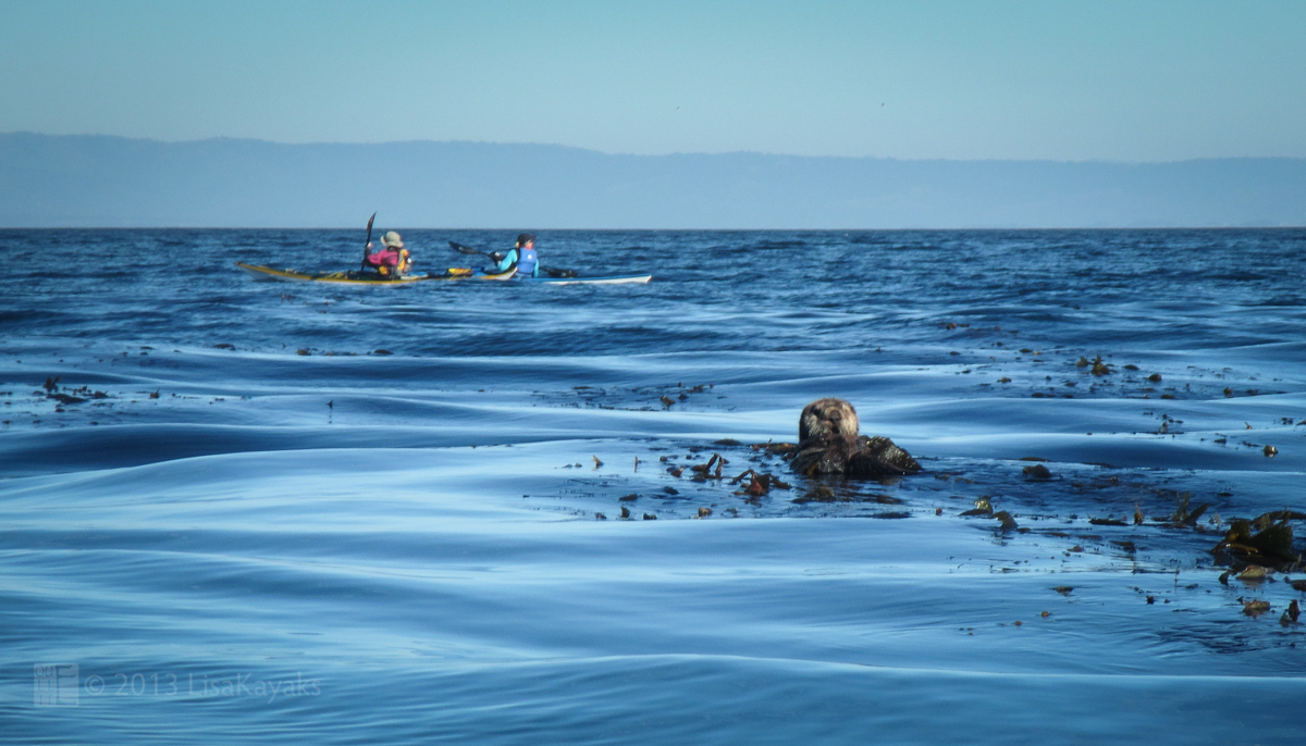 Kayakers Interrupt Sea Otter's Dinner