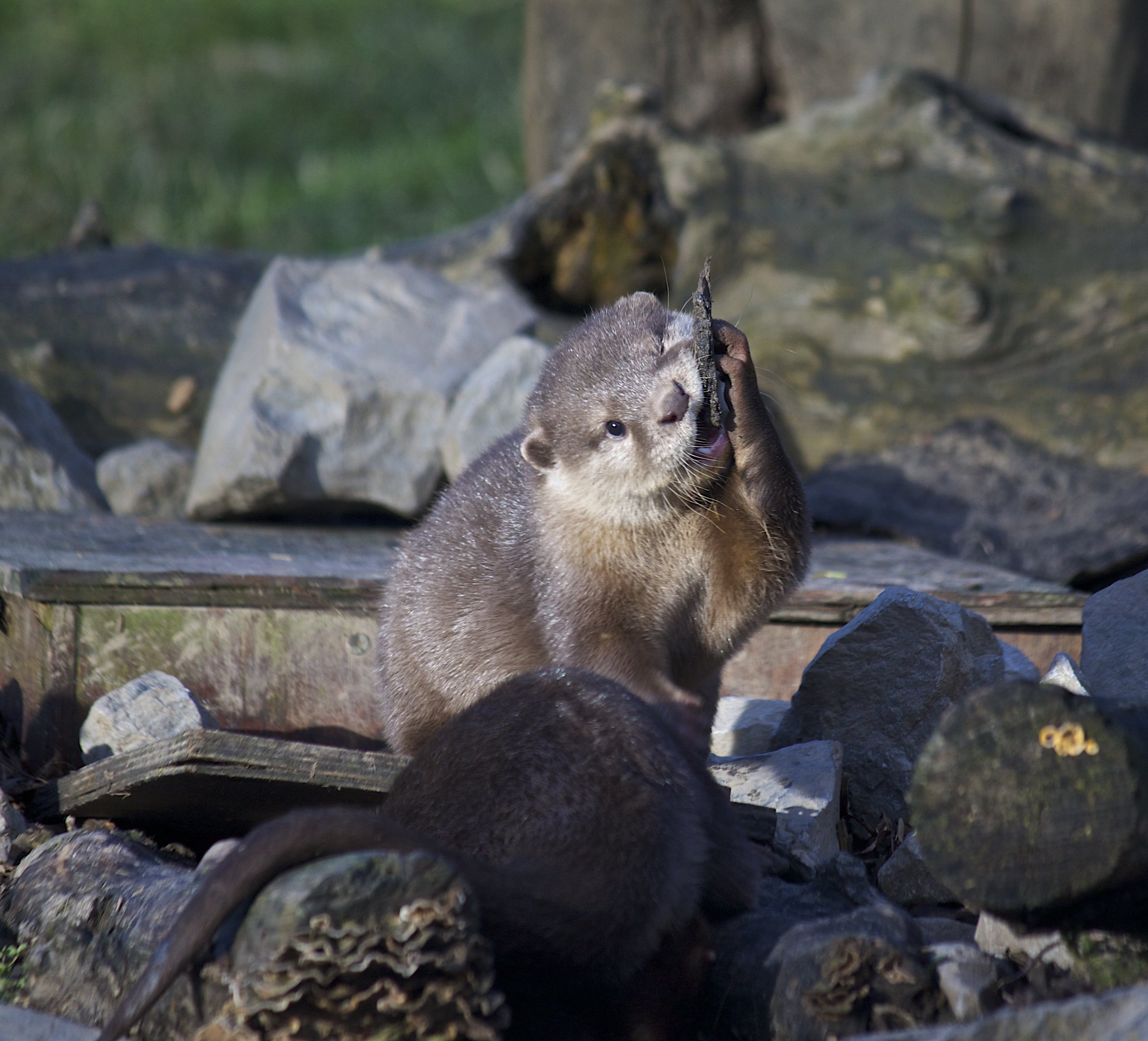 Little Otter, That's Not a Rock You're Trying to Eat, Is It?