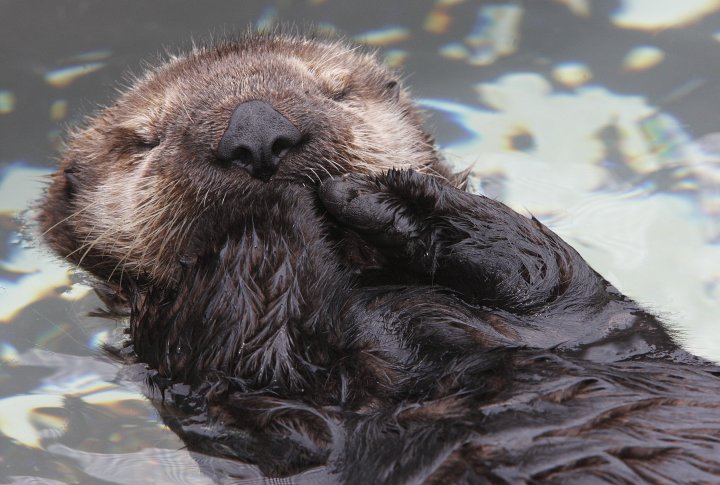 Sleepy Sea Otter Pup Quietly Floats Along