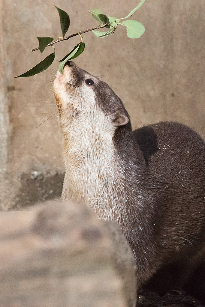 Otter Reaches Up to Nibble a Leaf