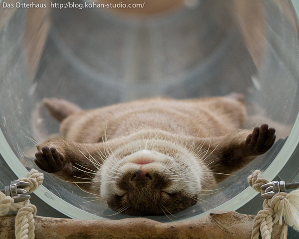 The Ultimate in Otter Relaxation 1