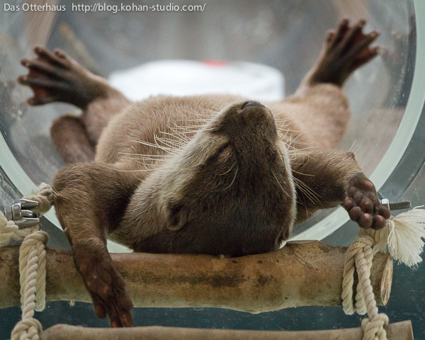 The Ultimate in Otter Relaxation 2