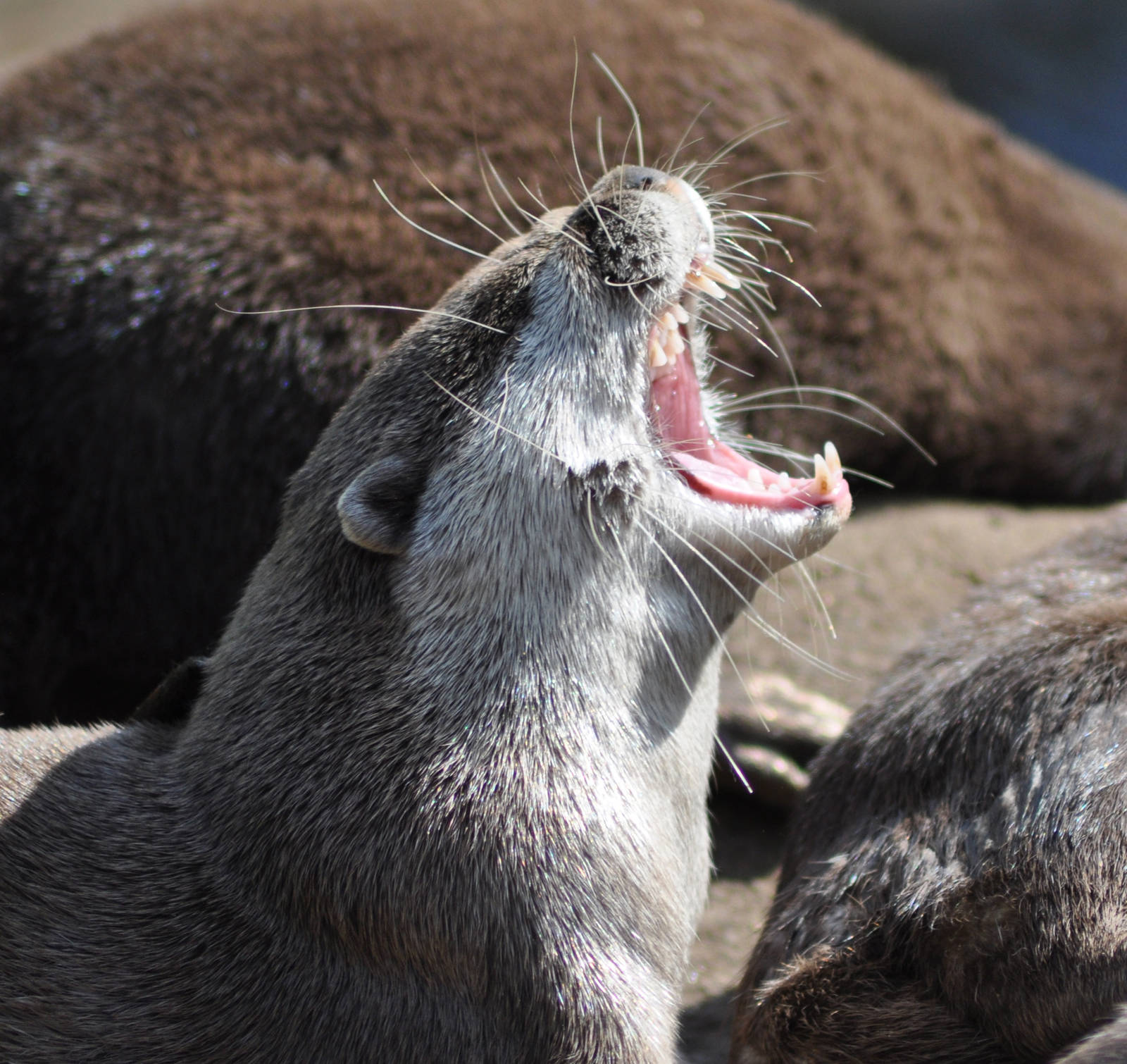 Otter Has a Mighty Yawn