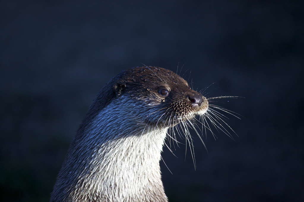In This Light You Can Count Otter's Whiskers