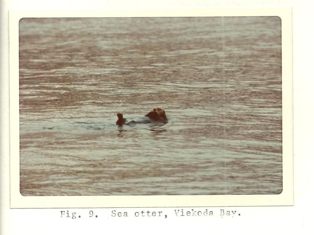 1975 Photo of Sea Otter from the Kodiak National Wildlife Refuge