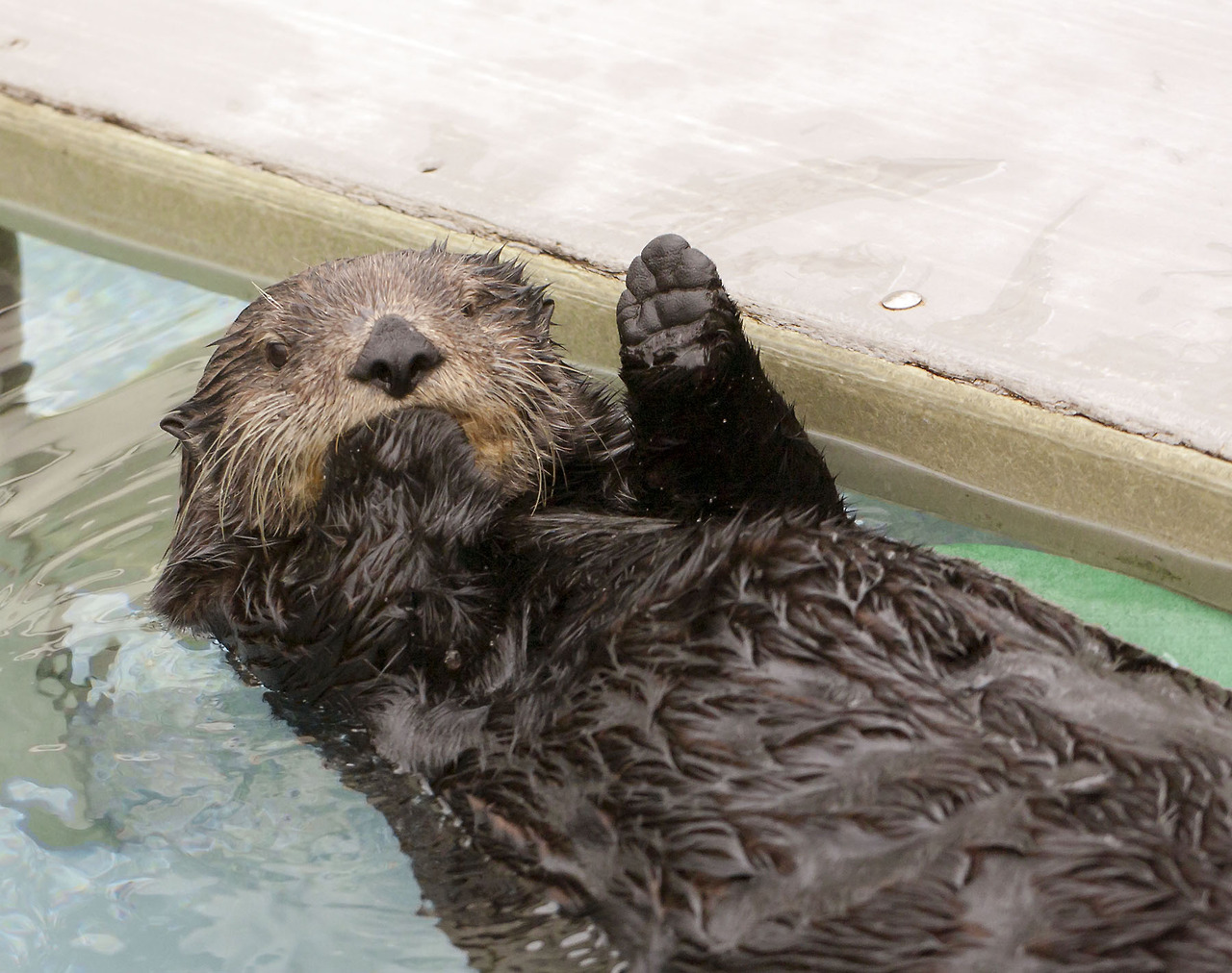 Sea Otter Waves Hello