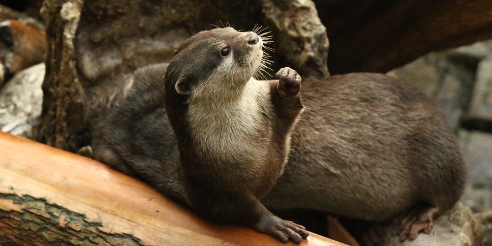 Power to the Otters!