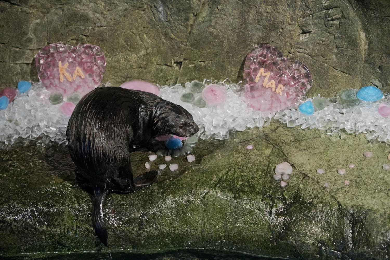 Shedd Aquarium's Otters Celebrate Valentine's Day with Icy Treats and More 2