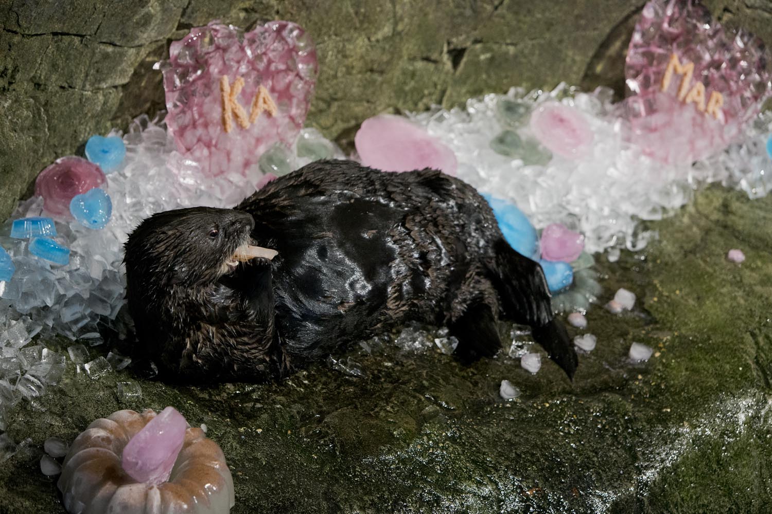 Shedd Aquarium's Otters Celebrate Valentine's Day with Icy Treats and More 3